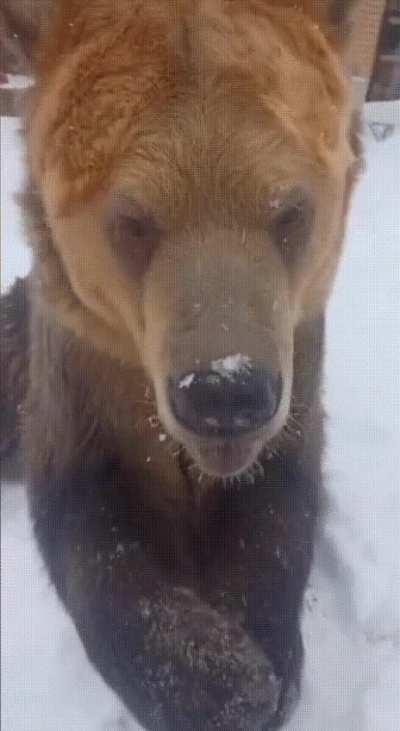 Good bear, just don't eat me...