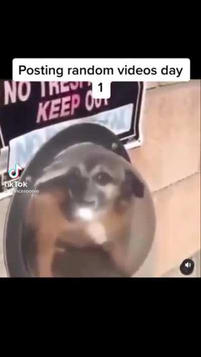 Aggressive doggo