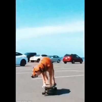 Action movie doggo