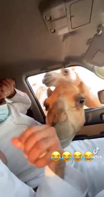 Camel freak out