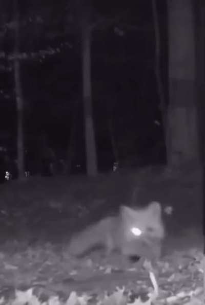 What the fox says