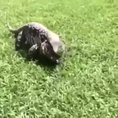 Ah, not again