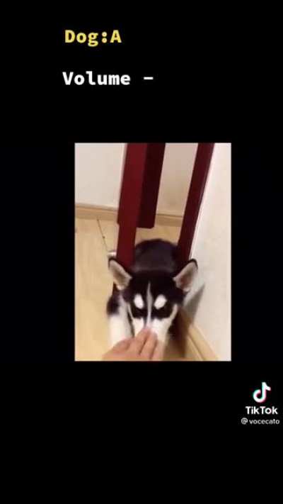 O Cabe&ccedil;udo e o Lobinho precisam aprender isso