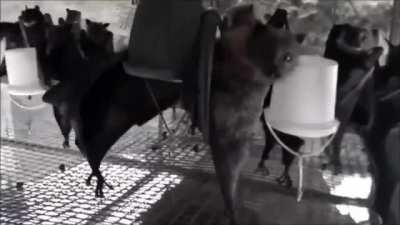 Rare footage of the Masters at a dance party!