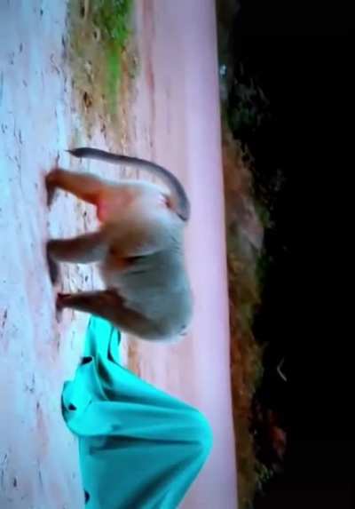 Monke