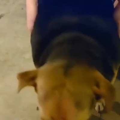 Perro waton