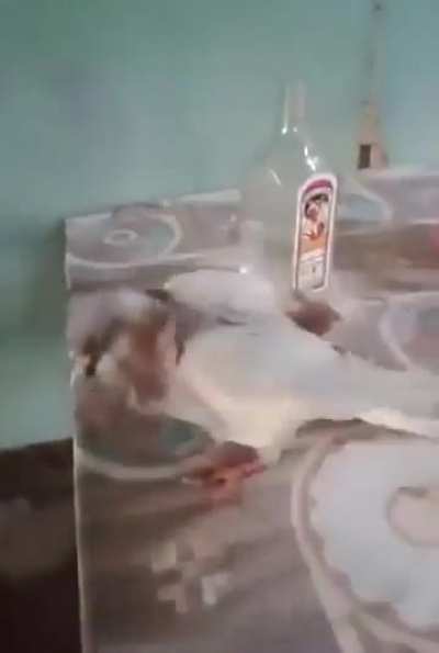 🕊️