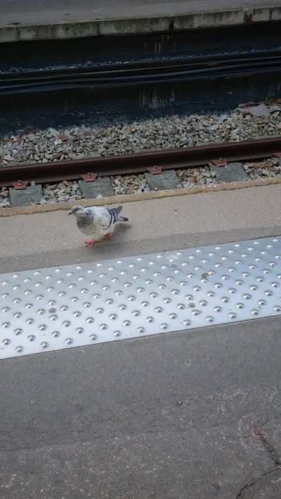 A pigeon waiting for its suburban train to Paris 🤷&zwj;♂️