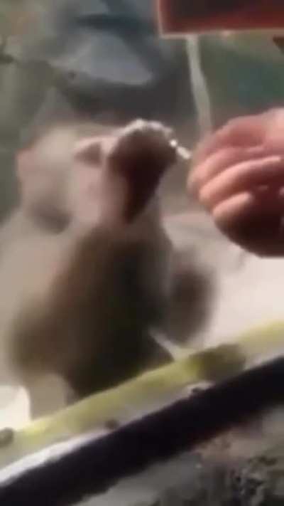 🙀