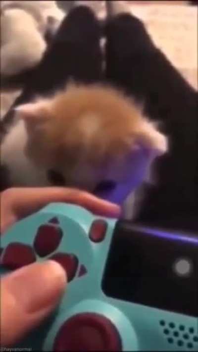 cAt bRuTaLlY eAtS oFf OwNeR'S fInGeR