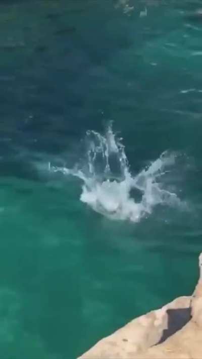 Cute Dog Dives