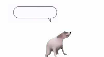 cachorro