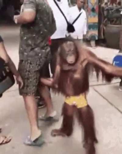 MONKE WHAT YOU DOIN
