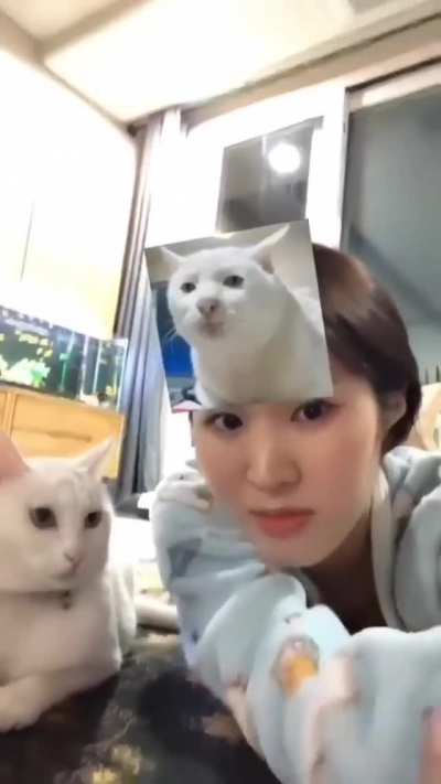 WCGW trying filters with a cat