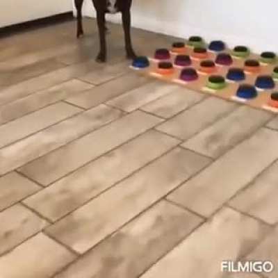 Oha amk k&ouml;pekler evrim ge&ccedil;iriyor lan. Yakında bunların k&ouml;peği bizim &ccedil;omarlardan zeki olur