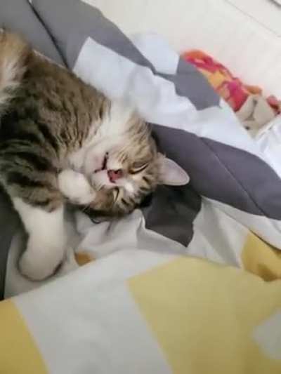 Sleeping boop