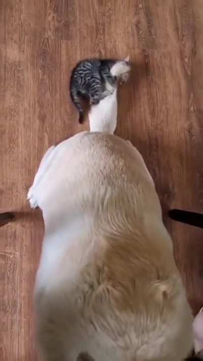 "stop playing with my tail" 