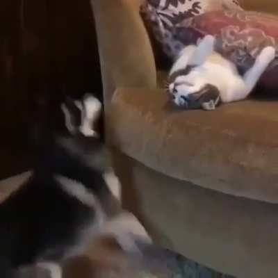 i don&rsquo;t think the cat likes that