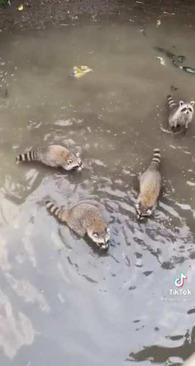 Just feeding the fish