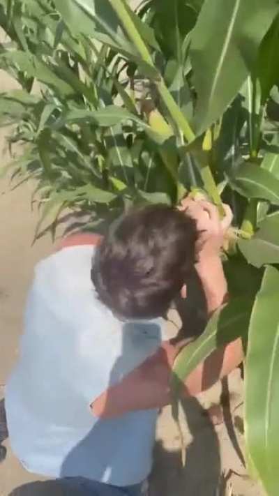 simplemente un chico de Palermo cosechando choclo en la huerta del t&iacute;o