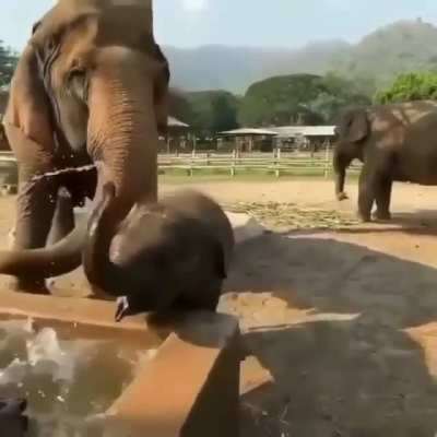 &ldquo;Hey mum, look what I can do with my nose noodle!&rdquo; 🐘