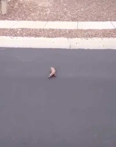 rept irl
