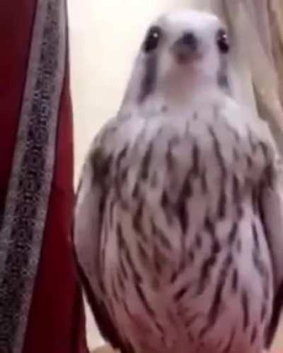 IRAQI BIRD 💪🇮🇶🐦