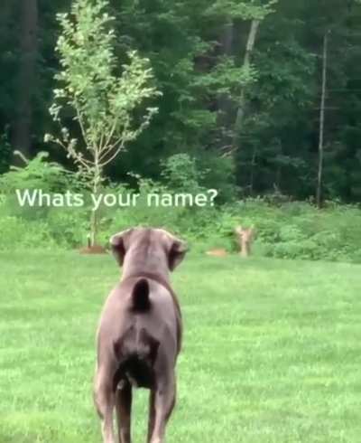 Dog and deer meet