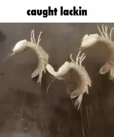rulacking