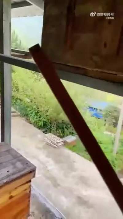 Beekeeper protecting his bees from being attacked by hornets
