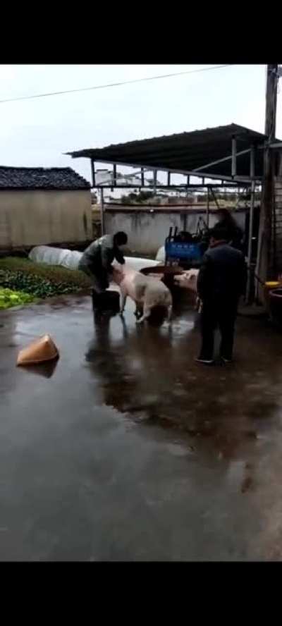 把中国人称为支那猪是否侮辱了猪这一物种？