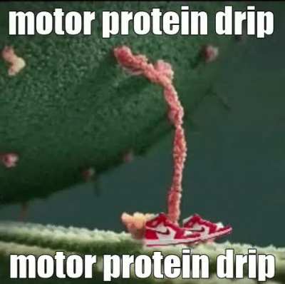 i want a pet motor protein