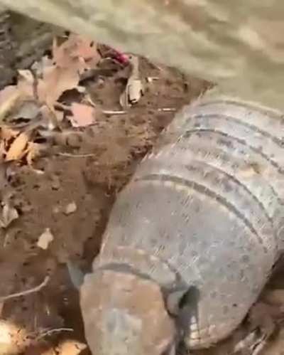Is that a corpse? Is that a wild sandshrew? No, it&rsquo;s a...