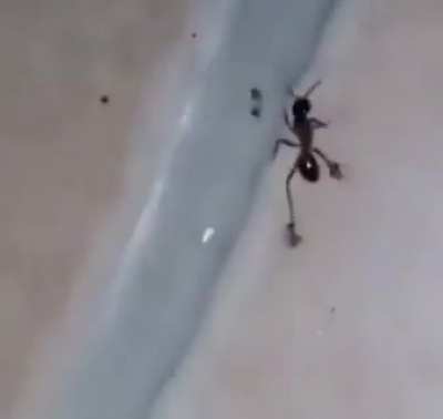 formiga de t&ecirc;nis?