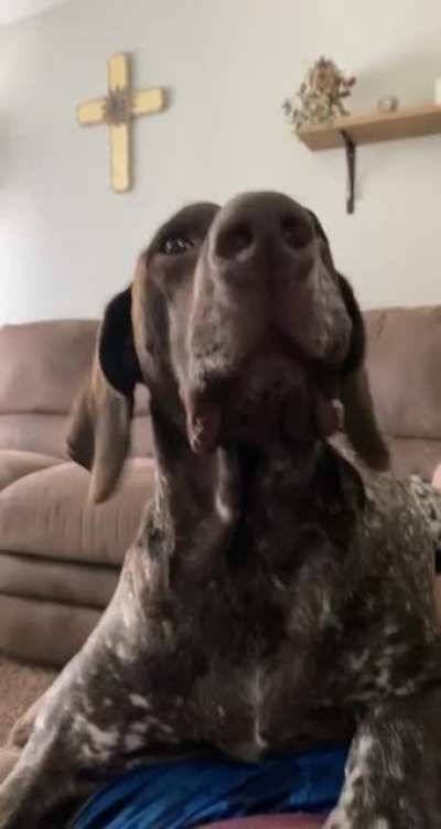 Don&rsquo;t make fun of dog