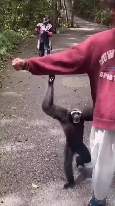 Gibbon carches a ride