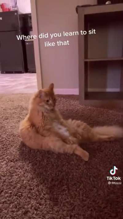 Baby cat