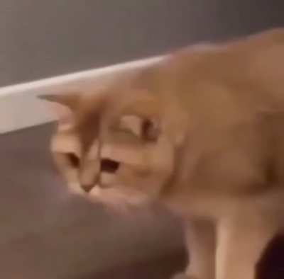 Confused.Kitter