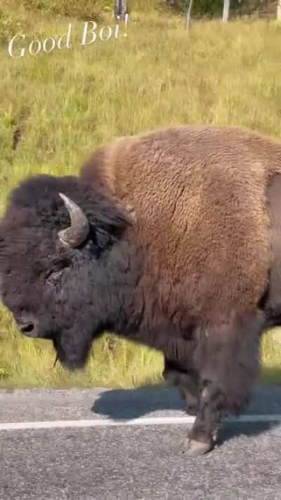 Bison who finally stopped blocking the road and walked along the side. He&rsquo;s a good boi though.