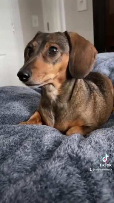 Phone call using dog&rsquo;s favorite words