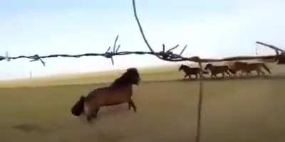 High horsepower drifties