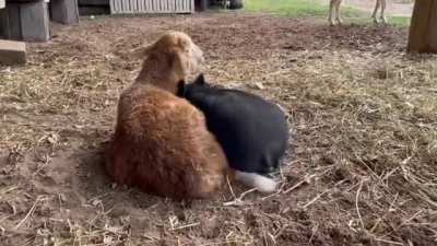There's nothing better than having a bro that you can lean on when you need them