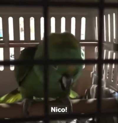 Blursed Crying Parrot