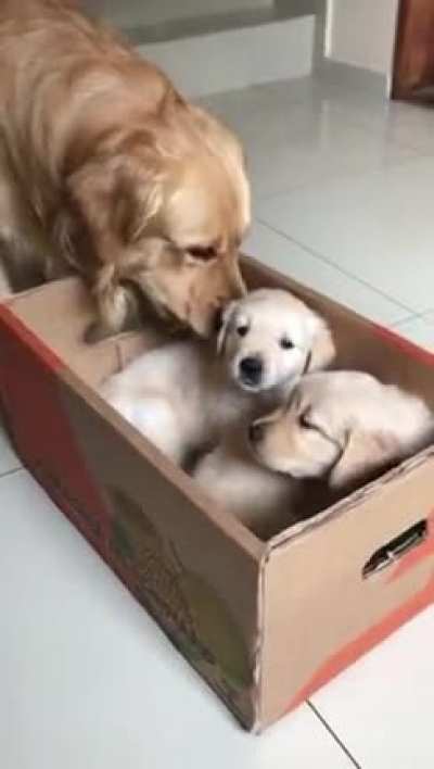 New puppies