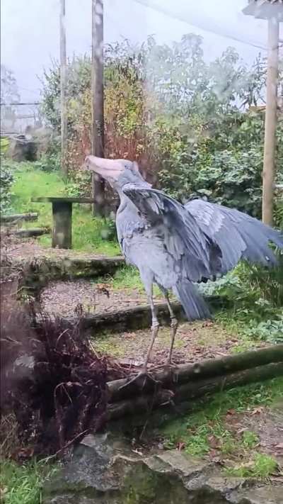 Abou at Exmoor Zoo
