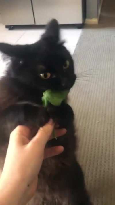 Baby spinach leaf obsession