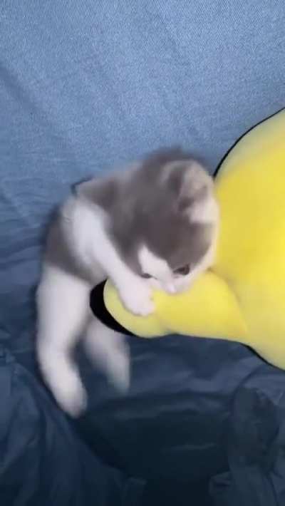 Bite and Kick!