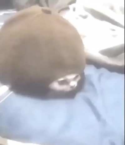 Super turtle