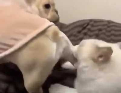 CaT gETs kIlLed iN chEMiCal WarFaRe
