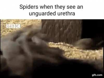 bingle spiders